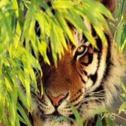 fred777bear avatar