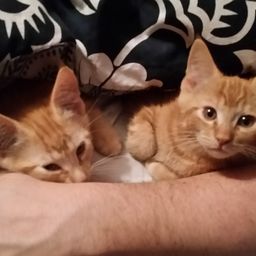 Cat Posts avatar