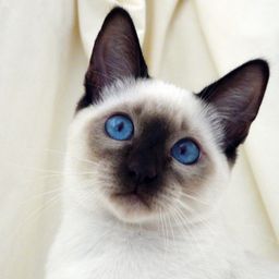 gidung avatar