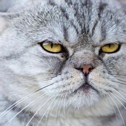 gmq35 avatar