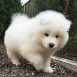 goodboy.dimi avatar