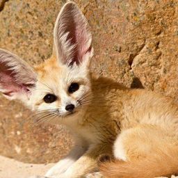 Greyfox