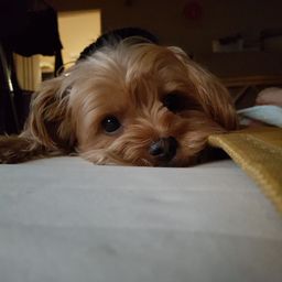 mumu avatar