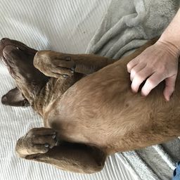 Harveythedog avatar