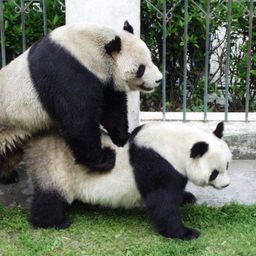🐼 avatar
