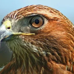 hawk-eye avatar