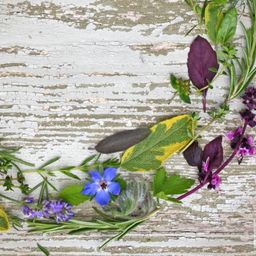Healing Herb avatar