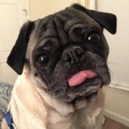 Heyimsnuffles  avatar