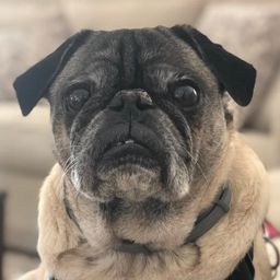 HeyImSnuffles avatar