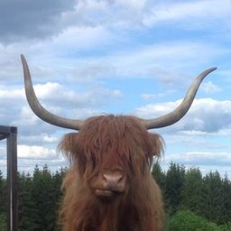 highlandcattle avatar