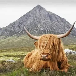 Highlandwalker avatar