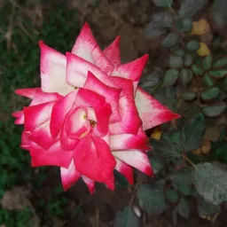 hira-bashir avatar