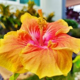 🌷 🌸 A community for all flower lovers 🌻🌼 avatar