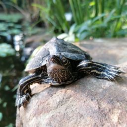 Amazing Nature avatar