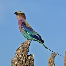 Nature Observer avatar