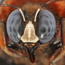 hive-defender avatar
