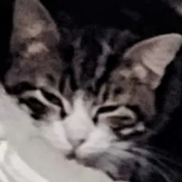 HiveCats avatar
