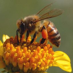 honeybee11 avatar