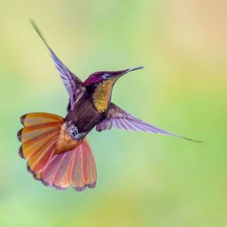 hummingbird72 avatar