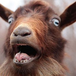 ILLestBambi avatar