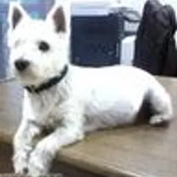 ilmice avatar