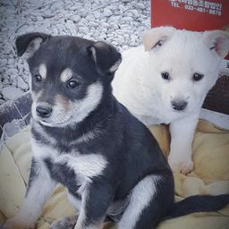 doovi avatar