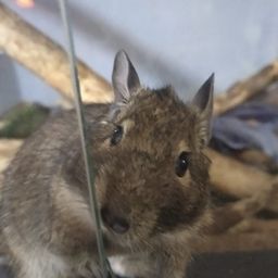 isruni avatar