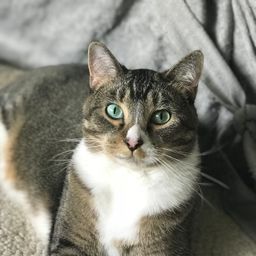 April avatar