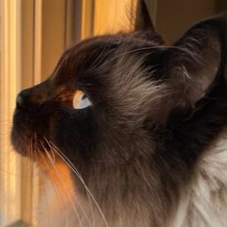 japacat avatar