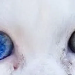 odd-eye avatar