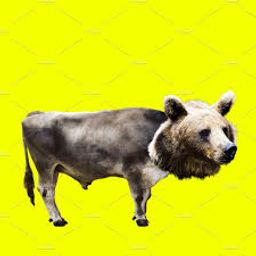 Crytobull avatar