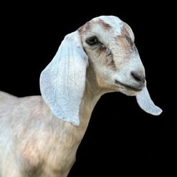 jeffjagoe avatar