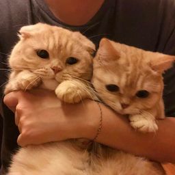 Jia and Sally avatar