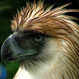Eagle20 avatar