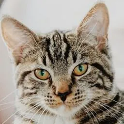 johnhtims avatar