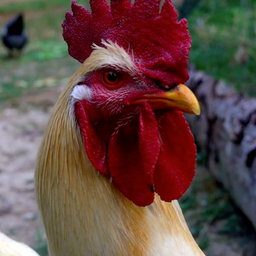 Chickens Are Hilarious