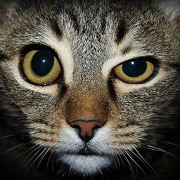Skeptical Cat avatar