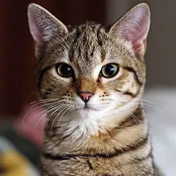 Mister Cat avatar