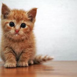 kaikat avatar