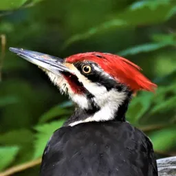 karbon avatar
