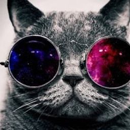 The Cat avatar