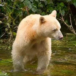 KermodeBear avatar