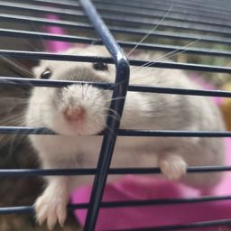 kikihamster avatar