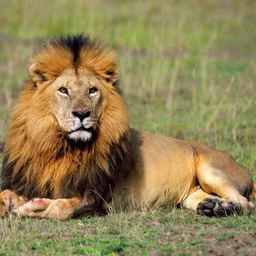 KingJudah avatar