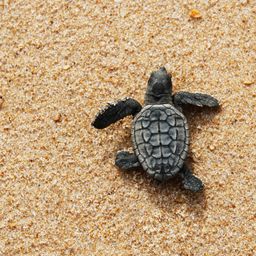 kingturtler avatar