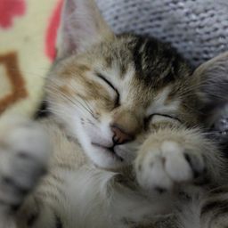 Kit avatar