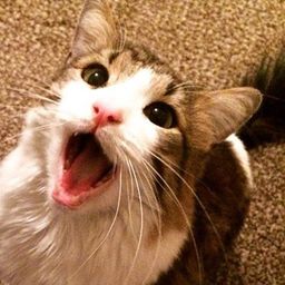 kittenlaw avatar