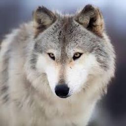 kiwi-crypto avatar