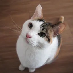 kkumot avatar