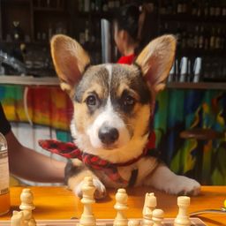 Kooza the Corgie avatar
